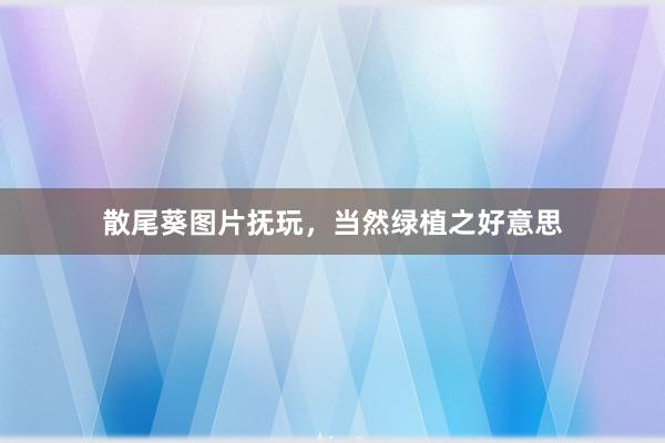 散尾葵图片抚玩，当然绿植之好意思